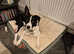Male Border Collie