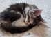 Two Pedigree Calico Maine Coon Girls