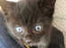 5 kittens for sale