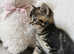 Stunning Ragdoll X British Shorthair