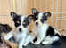 Yorkie rusell puppies