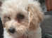 Gorgeous Poochon Girl