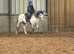 Beautiful Welsh Sec A Gelding