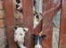 English bull Terriers, last chunky black and white male left