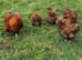 Hatching Eggs - 20+ Purebreed Chickens