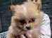 WELL BRED TEACUP POMERANIANS READY FOR THEIR NEW LOVING HOME