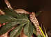 GARTER SNAKE