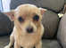 Beautiful White Short Hair Chihuahua BOY PUPPY