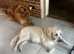 Golden Retriever Puppies for Sale Ready for the new home from 19 September