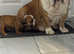 English Bulldog puppies