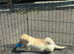 KC PUPPIES READY NOW