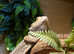 Reptiles for your event.