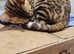TICA registered, Health screened Bengals