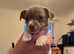 Quality Miniture Lilac and Tan Jack Russell Puppies