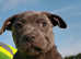 Stunning blue Staffordshire Bull Terrier puppies