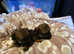 Border terrier puppies