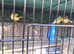 Healthy, Lipochrome and Fife canaries for sale
