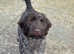Gorgeous Wirehaired Pointers