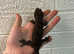 Tokay Gecko