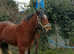 Cob mare