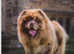 Chocolate male chow chow