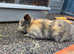 Stunning mini lops babies