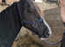 15'1 gelding lwvtb