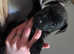 One boy patterdale