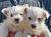 KC reg westie puppies