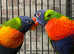 Baby Rainbow lorikeet Talking parrot