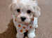Bichon havanez 6 weeks