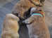 Chow chow puppies 4 left