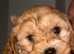 Cockerpoo