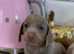 Kc reg long hair miniature dachshunds