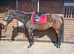Belle 16.2hh Irish Sports Horse