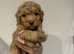 Maltipoo pups DNA CLEAR