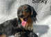 2 stunning miniature longhair dachshund