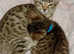 Brown Spotted Bengal Kitten Girl - Vaccinated + Microchipped - TICA Parents