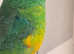 Lovely bird