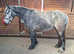 Dales type Steel Grey mare