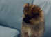 Teddy, Pomeranian