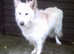 Beautiful K.C. Reg. German Shepherd Puppies