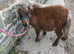 Miniature horse