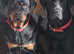 Lab x rottie