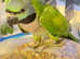 Stunning young derbyan parrot
