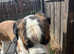 KC registered Male Saint Bernard