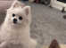 Pomeranian girl