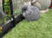 Lilac/blue mini/lion lop baby rabbits *READY NOW*