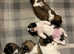 Teddy Bear Puppies