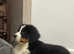 Outstanding Bernese Mountain puppies available